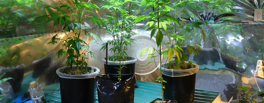 Marijuana plants growing in a greenhouse. Cannabis marketing agency. Dispensary marketing plan. Dispensary SEO agency 420Digital.ca.