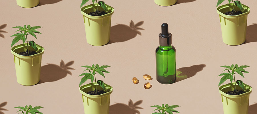 cannabis seedlings in pots and bottle of cbd oil cbd marketing agency.
